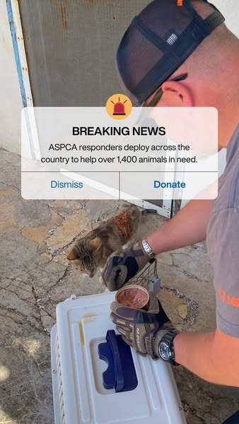 A man is using canned food to lure a cat in need into a carrier while a notification mimicking a phone alert states that