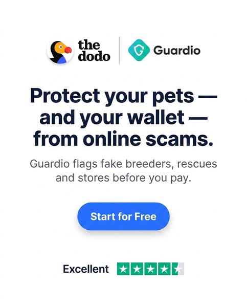 The Dodo ad