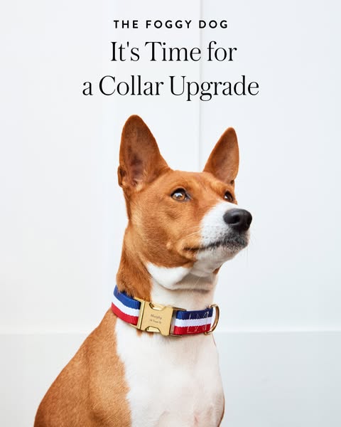 This ad showcases a dog collar from The Foggy Dog, emphasizing its style and encouraging an upgrade to a more fashionabl