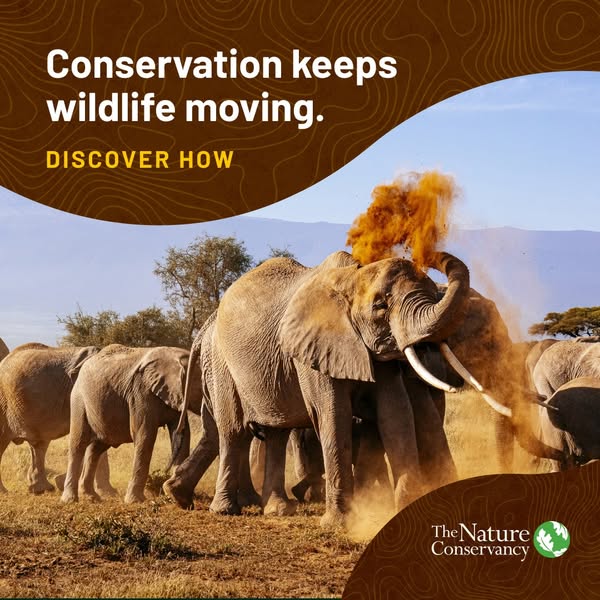 This ad aims to spread awareness about the importance of conservation in keeping wildlife moving. It features a herd of 