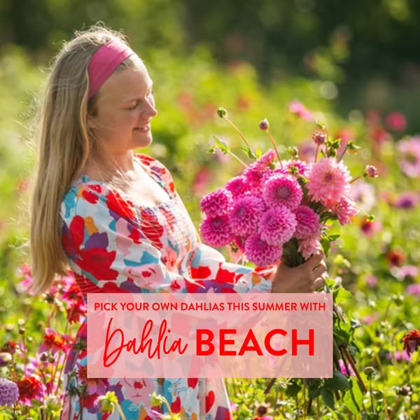Dahlia Beach ad