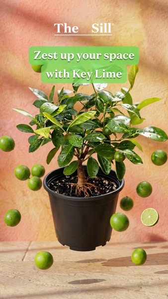 This ad is for The Sill, promoting its Key Lime tree. The image shows a potted Key Lime tree with several limes floating