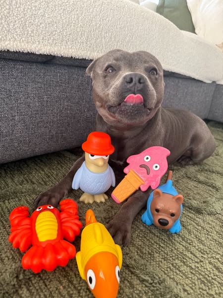 Nylah the blue Staffy ad