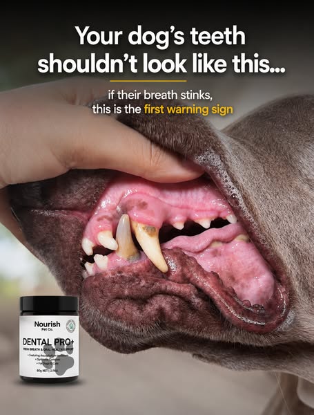 Nourish Pet Co. ad