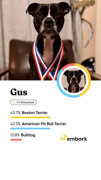 This ad features a picture of a dog named Gus wearing a medal. Text on the screen details Gus's breed results from E