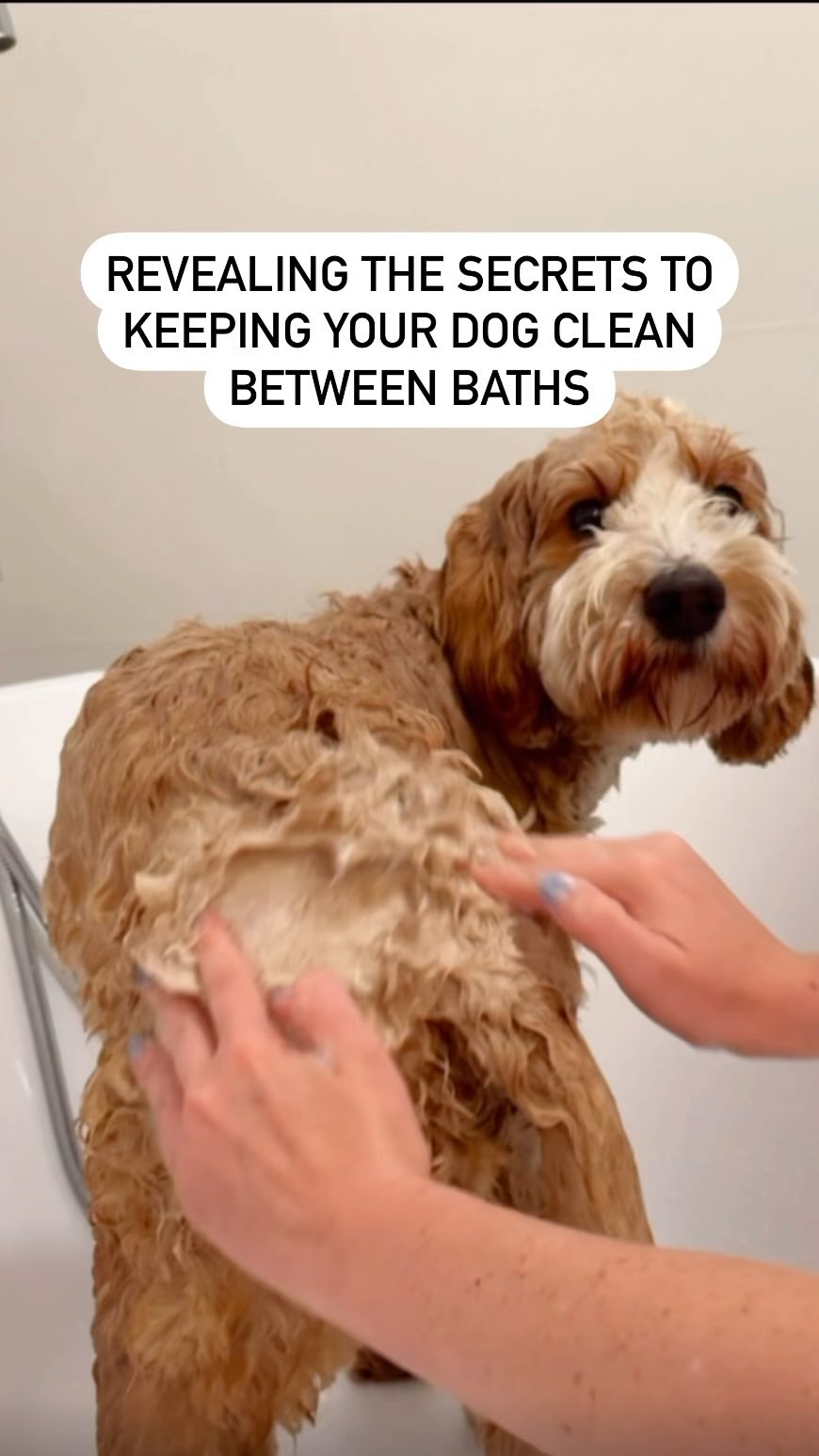 That Dood Knox ad