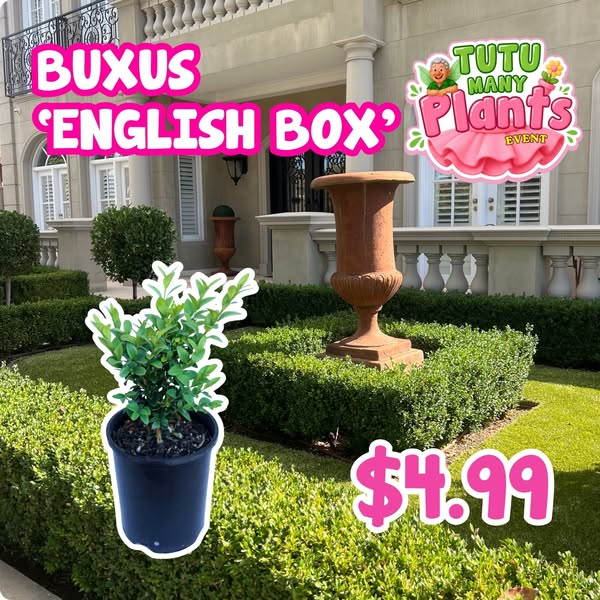 Hello Hello Plants Nursery ad