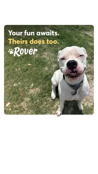 An image ad promoting pet adoption. The ad features an image of a smiling dog with text overlay emphasizing the joy pets