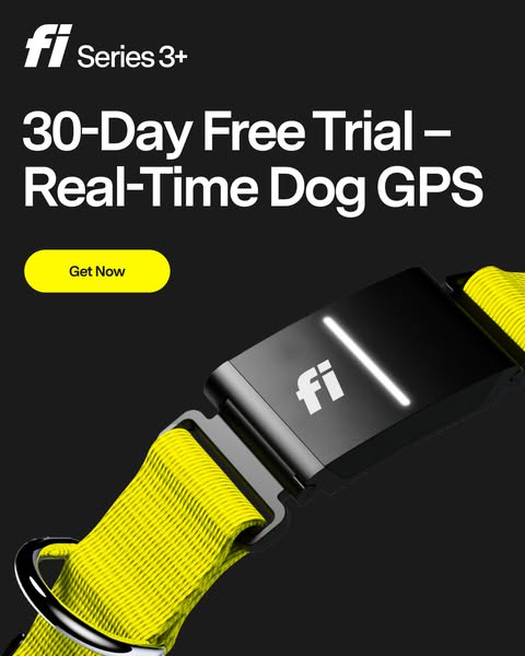 This ad promotes the Fi Series 3+ dog GPS tracker. It features a close-up of the product attached to a yellow collar, hi