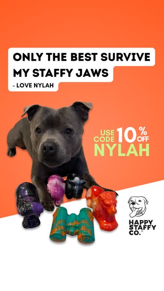 Nylah the blue Staffy ad