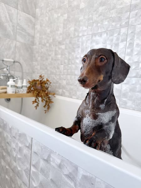 frankie_dachshund03 ad