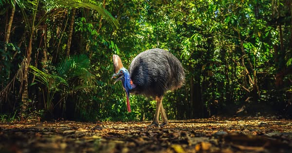 Australia ad