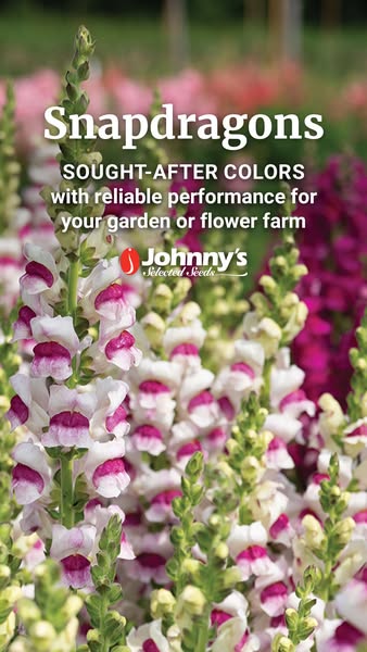 This image ad highlights Johnny's Selected Seeds, specifically snapdragon seeds, by showing an image of several heal