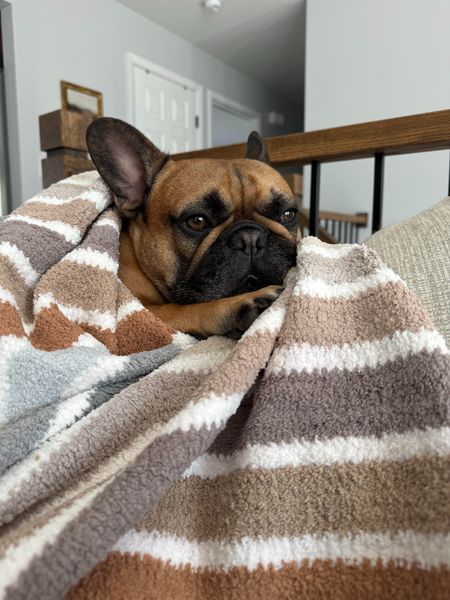 thewindycityfrenchie ad