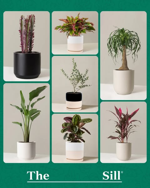 This image ad features seven different potted plants against a solid green background. The ad is intended to showcase th