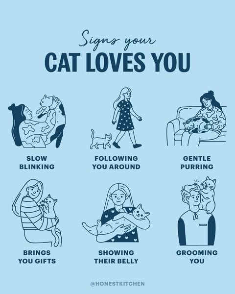 This ad lists several signs that could mean that your cat loves you. These include slow blinking, following you around, 