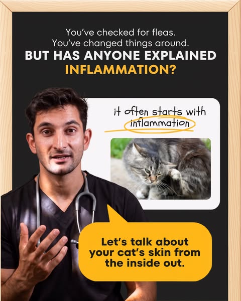 Amir Anwary ad