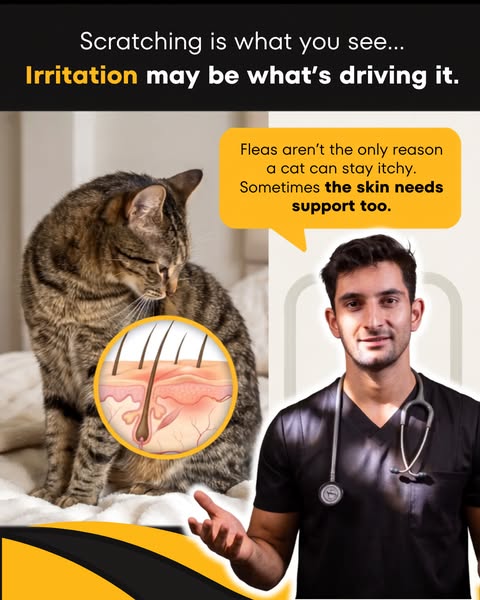Amir Anwary ad