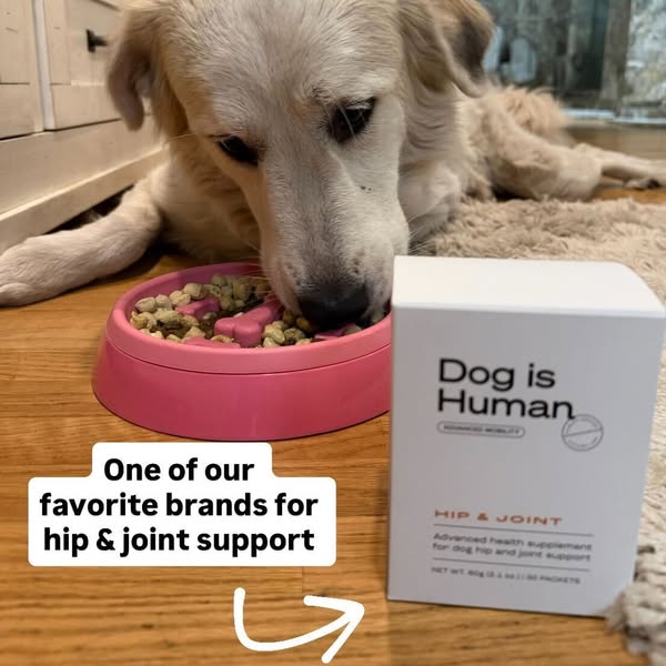 Dog is Human ad