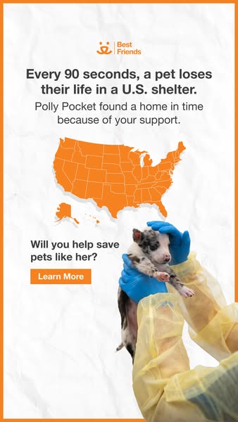 The ad intends to convey the message that every 90 seconds a pet loses their life in a US shelter, and invites viewers t