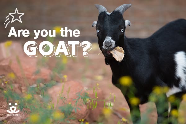 This image ad features a black goat set against a natural backdrop, accompanied by the question 'Are you the GOAT?&#