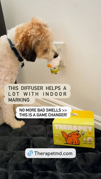 piggiebully ad
