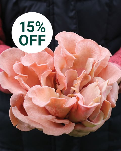 This image ad features a close-up of pink oyster mushrooms being held by a person wearing a black jacket and pink sleeve