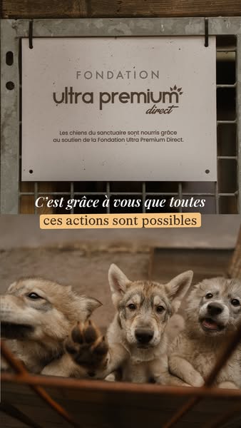 This ad is for Ultra Premium Direct, a foundation that feeds dogs in sanctuaries. The ad is a thank you to everyone who 