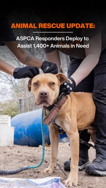 This ad is meant to raise awareness for the ASPCA's efforts in deploying responders to assist over 1,400 animals in 