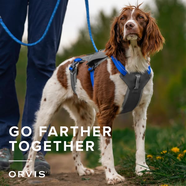 This image ad for Orvis features a dog wearing a harness, with the text overlay "GO FARTHER TOGETHER". The ad 