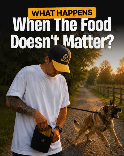 Tom Davis Dog Training ad