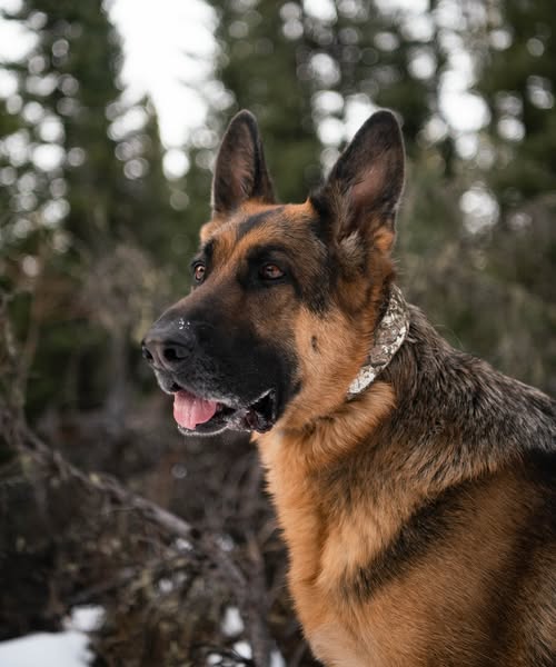kaiserstheshepherd ad