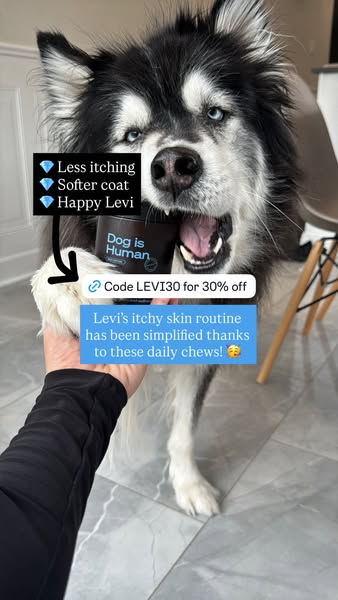 Levi the Husky Rescue ad