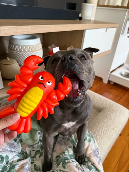 Nylah the blue Staffy ad