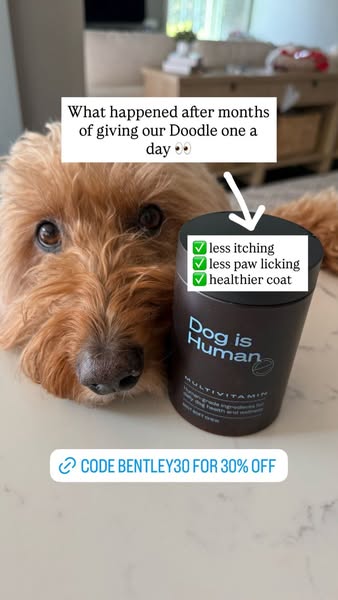 Bentley The Goldendoodle ad