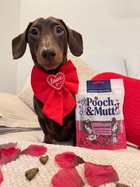 frankie_dachshund03 ad
