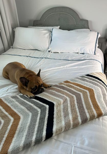 thewindycityfrenchie ad