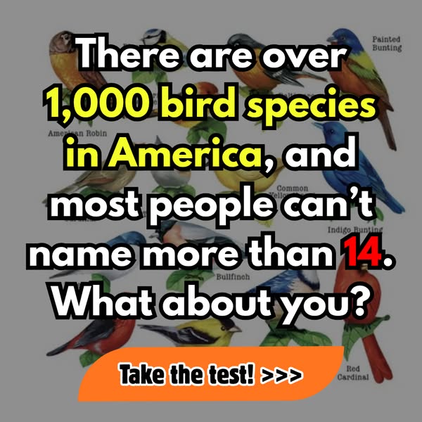 This ad uses an image of multiple bird species along with a question that challenges the user to test their knowledge of