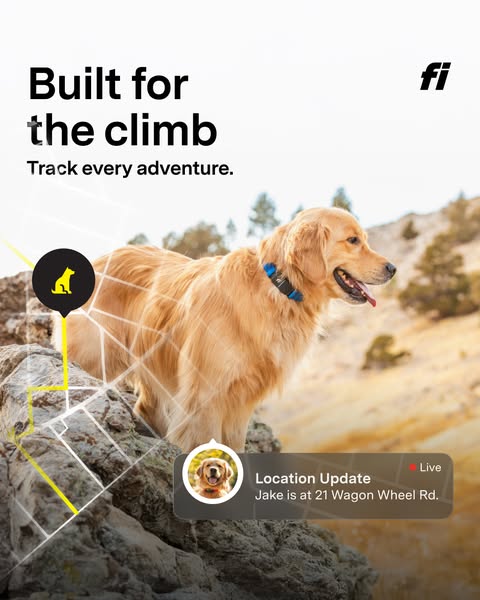 The ad shows a golden retriever wearing a Fi collar while climbing on a rock. The collar tracks the dog's activity a