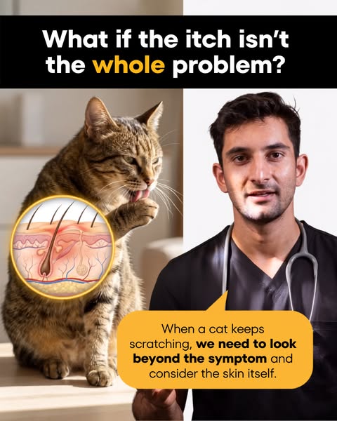 Amir Anwary ad