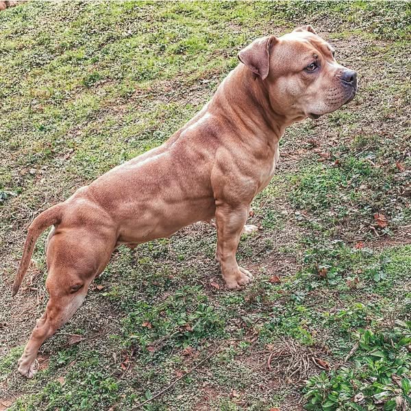 BullyMax ad