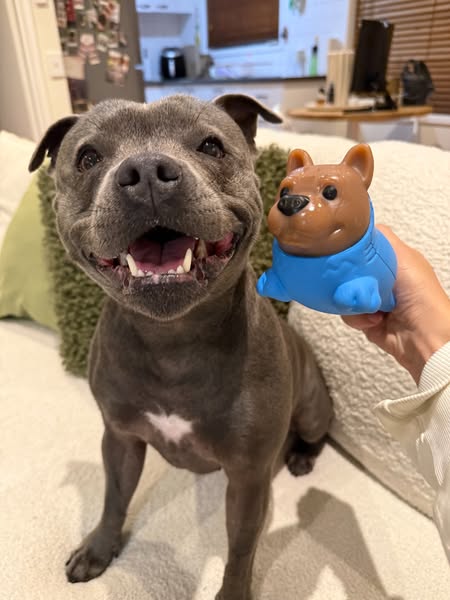 Nylah the blue Staffy ad
