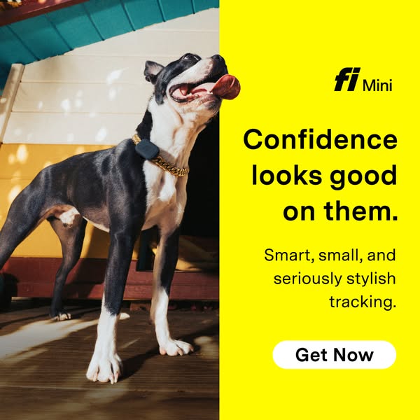This image ad for Fi Mini features a black and white dog wearing a gold chain collar and a Fi Mini tracking device. The 