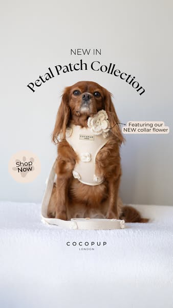 This ad showcases the Cocopup London Petal Patch Collection, highlighting a dog wearing a harness and leash with a flora