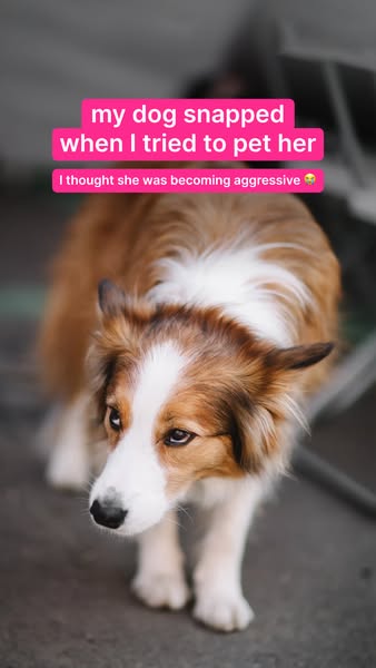 Native Pet ad