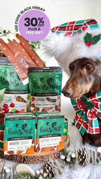 frankie_dachshund03 ad
