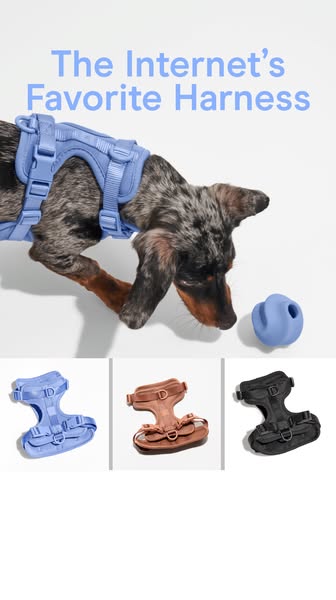 This ad showcases a dog wearing a blue harness, emphasizing its popularity and availability in multiple colors.