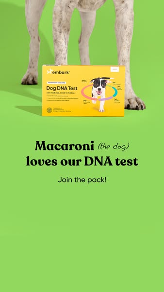 This ad features a dog 'endorsing' Embark's Dog DNA Test. The dog's name is Macaroni. The purpose of thi