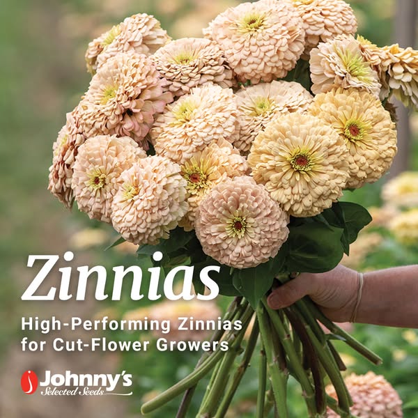 An image ad for Johnny's Selected Seeds featuring a bouquet of zinnia flowers with text overlay highlighting that th