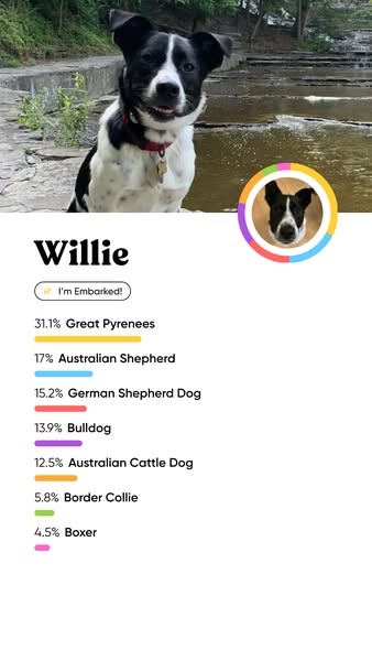 This ad features an image of a dog named Willie with a breakdown of his DNA composition, likely promoting a dog DNA test